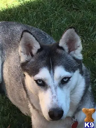 Siberian Husky female dog