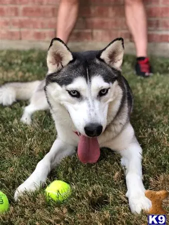 Siberian Husky female dog