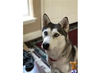 Siberian Husky