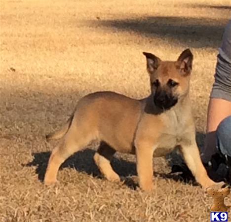 belgian malinois puppy posted by cgascon