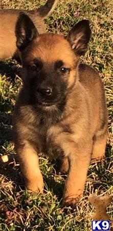 belgian malinois puppy posted by cgascon