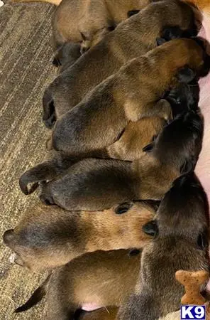 Belgian Malinois puppy for sale