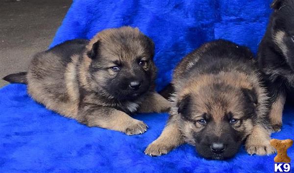 german shepherd puppy posted by cgascon