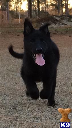 german shepherd puppy posted by cgascon