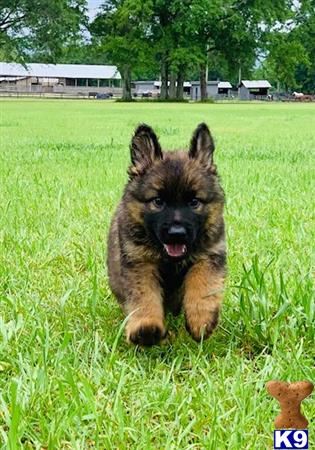 a german shepherd dog running in a grassy area