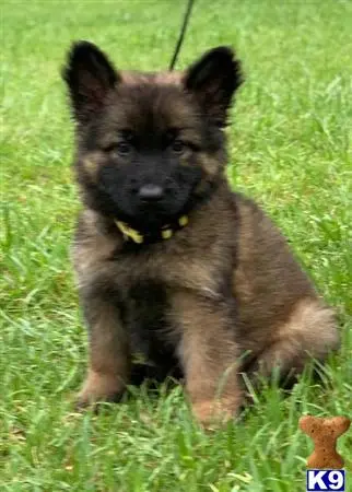 German Shepherd puppy for sale