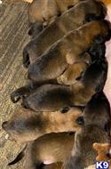 belgian malinois puppy posted by cgascon