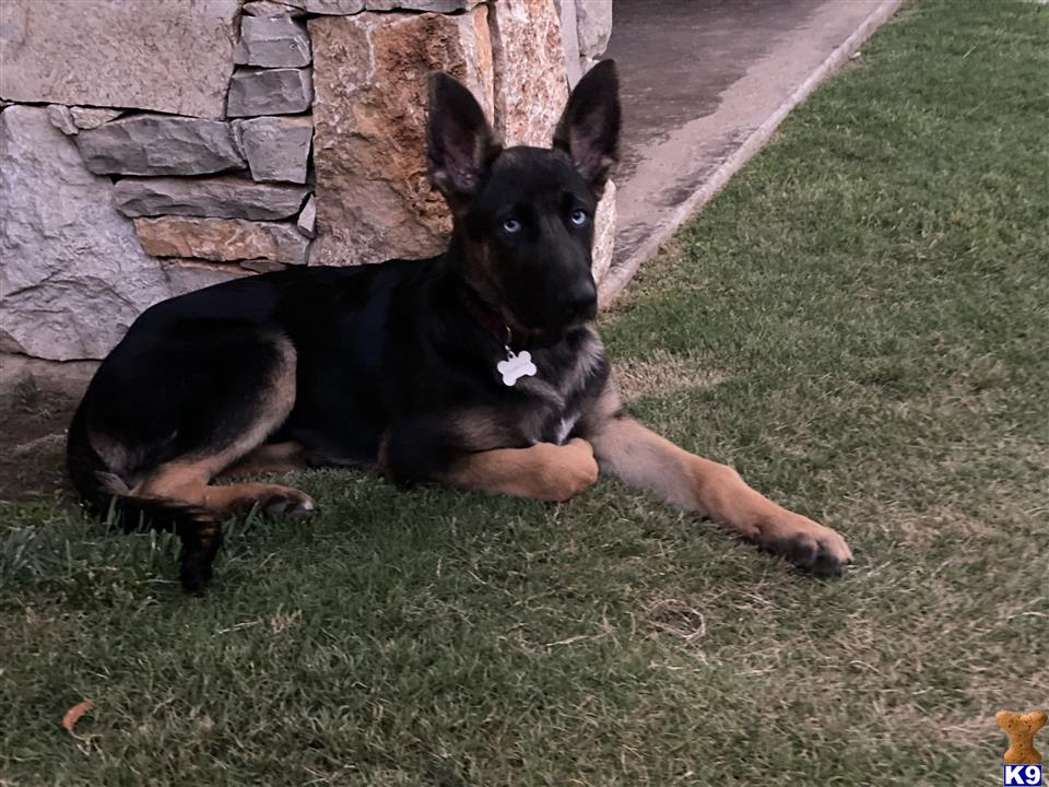 a german shepherd dog lying on grass