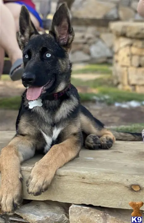 German Shepherd stud dog