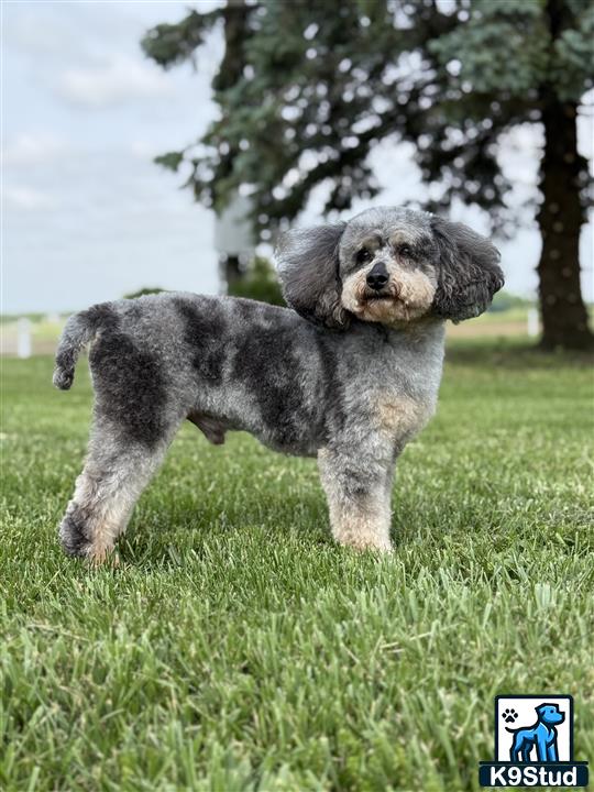 a poodle dog standing in a grassy area