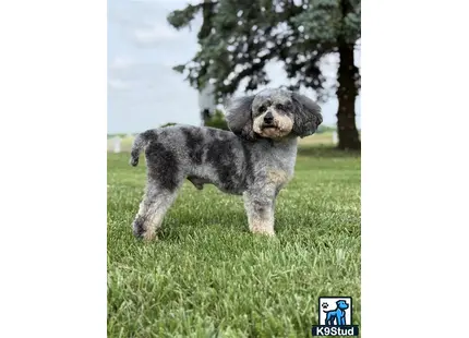 a poodle dog standing in a grassy area