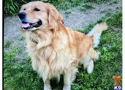 a golden retriever dog standing in the grass
