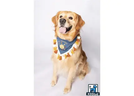 a golden retriever dog wearing a shirt