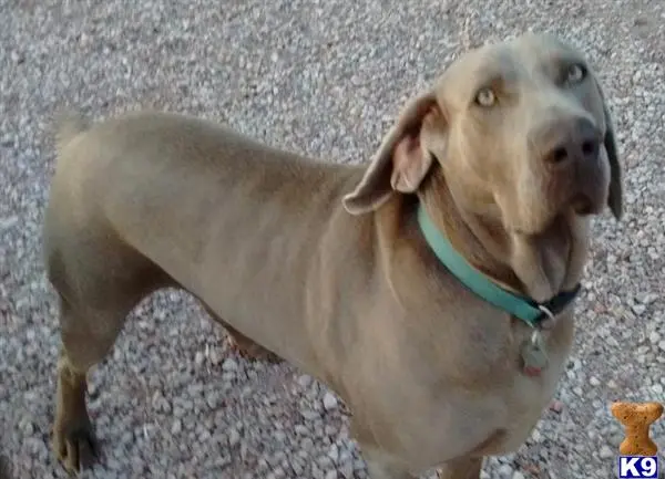 Weimaraner stud dog