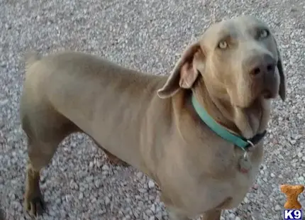 Weimaraner