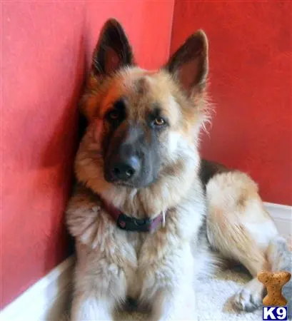 German Shepherd female dog