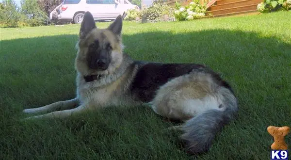 German Shepherd female dog