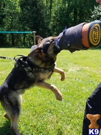 German Shepherd stud dog