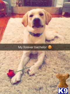 a labrador retriever dog holding a toy