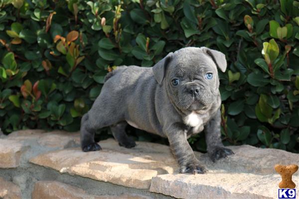 french bulldog puppy posted by chabelopepito