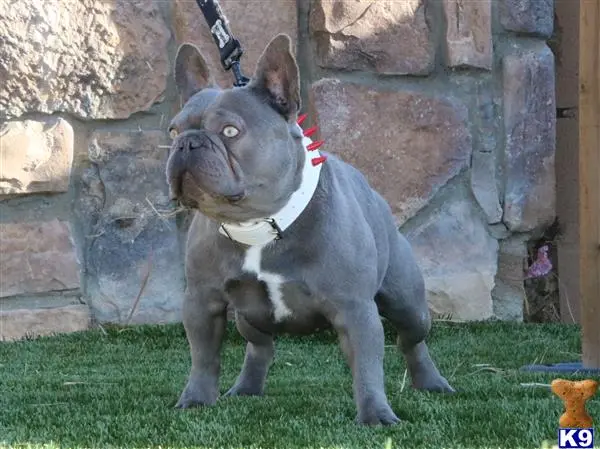 French Bulldog stud dog