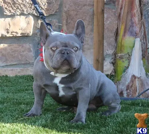 French Bulldog stud dog