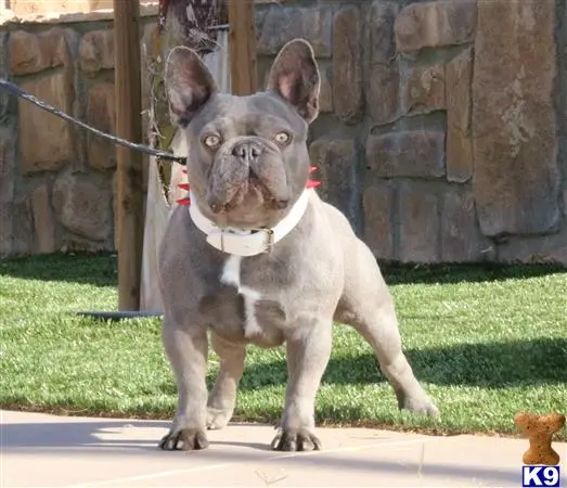 French Bulldog stud dog