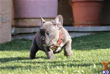 french bulldog puppy posted by chabelopepito