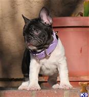 french bulldog puppy posted by chabelopepito