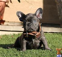 french bulldog puppy posted by chabelopepito