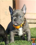 french bulldog puppy posted by chabelopepito