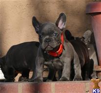 french bulldog puppy posted by chabelopepito
