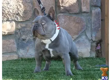 French Bulldog