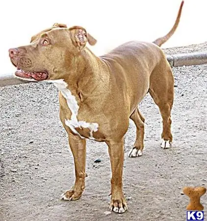 American Pit Bull