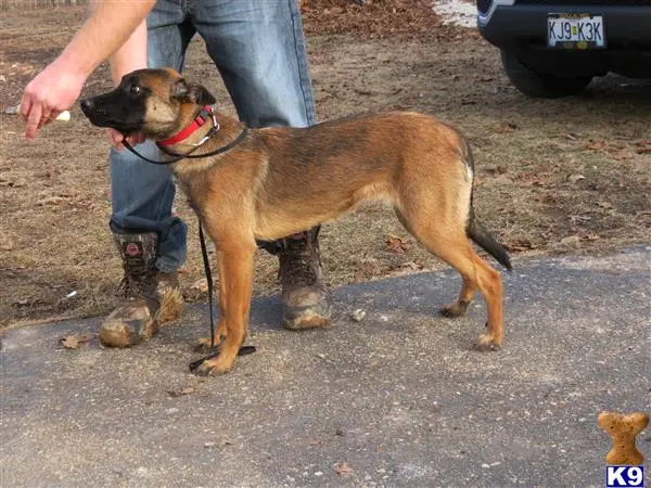 Belgian Malinois