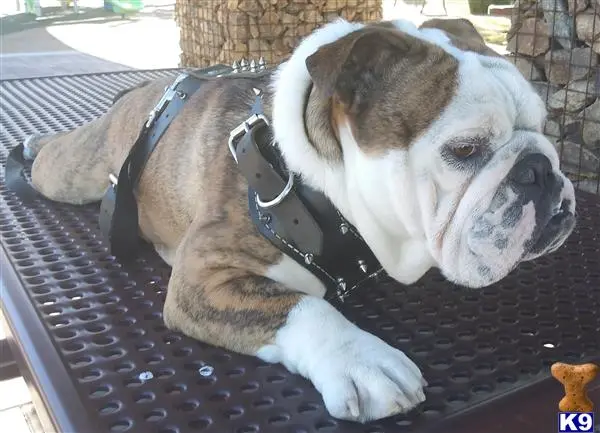 English Bulldog stud dog