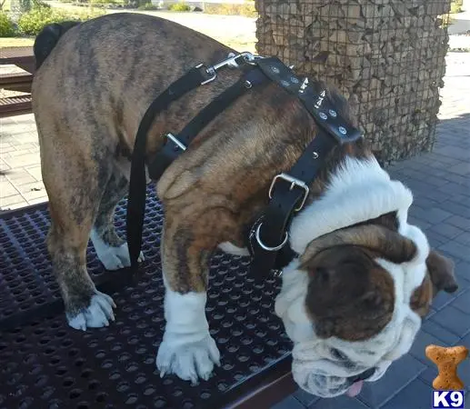 English Bulldog stud dog