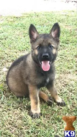 German Shepherd puppy for sale: a german shepherd dog sitting on grass