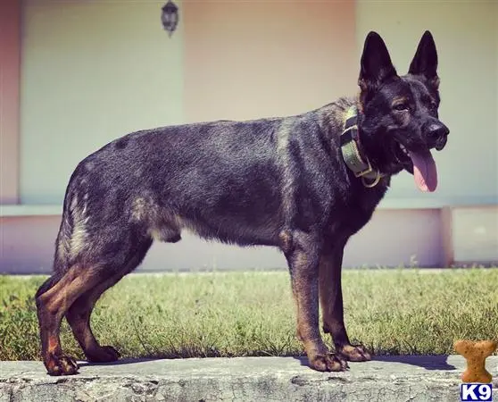 German Shepherd puppy for sale: a german shepherd dog standing on a stone