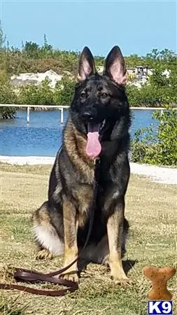 German Shepherd puppy for sale: a german shepherd dog sitting on grass with its tongue out