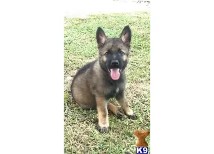 German Shepherd puppy for sale: a german shepherd dog sitting on grass