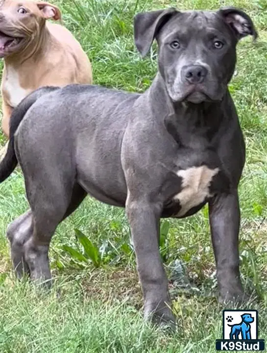 American Bully puppy for sale: a american bully dog standing on grass