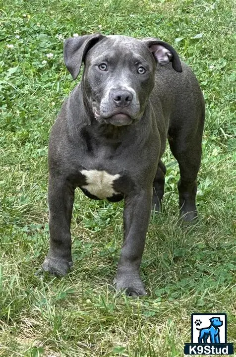 American Bully puppy for sale: a american bully dog standing in grass