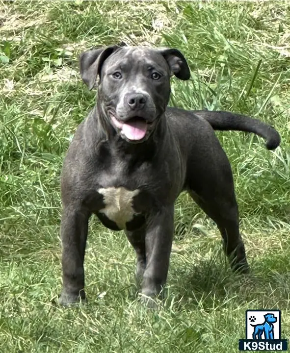 American Bully puppy for sale: a american bully dog standing in grass