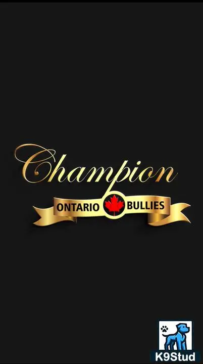 American Bully stud dog: text