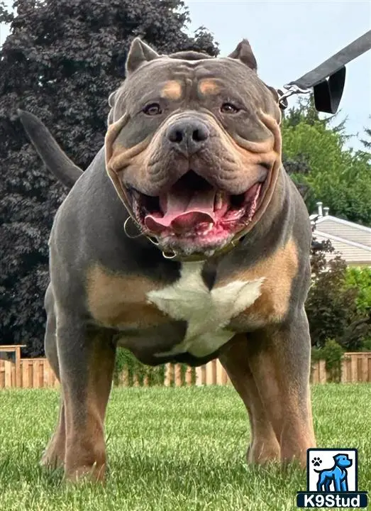 American Bully stud dog: a american bully dog standing in a grassy area