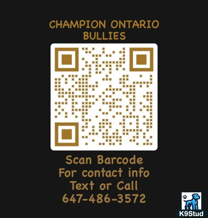 American Bully stud dog: qr code