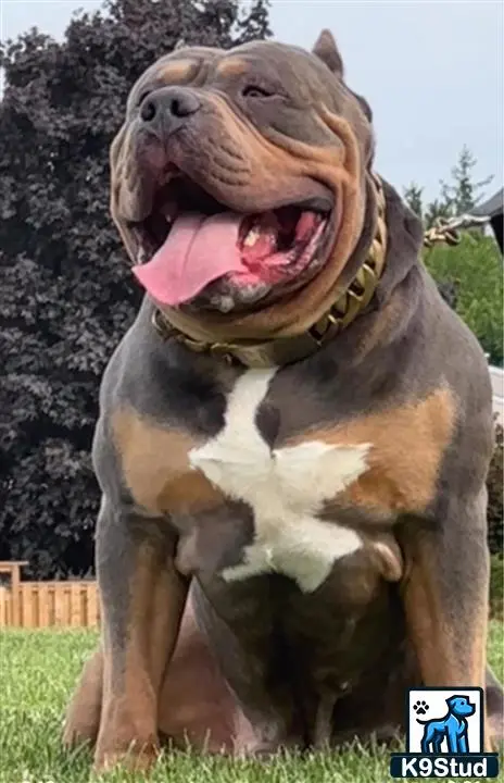 American Bully stud dog: a american bully dog with its mouth open