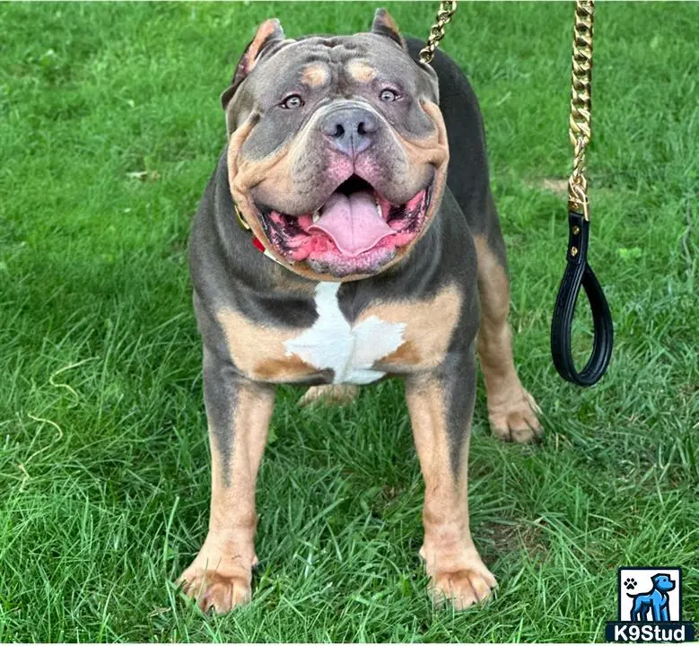 American Bully stud dog: a american bully dog sitting on grass