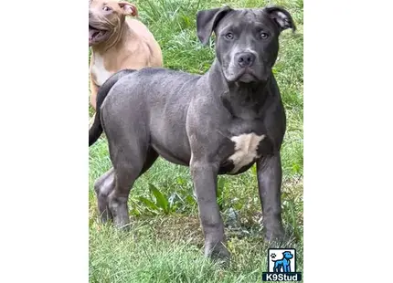 American Bully puppy for sale: a american bully dog standing on grass